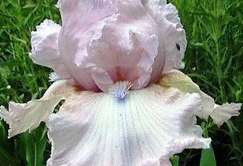 Ирис Íris Blue Chip Pink 