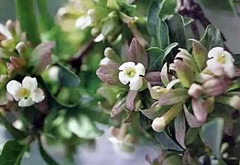 Абелия щитковидная  Abelia corymbosa 