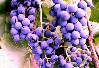 Виноград винный Vitis vinifera Фиолетовый ранний
