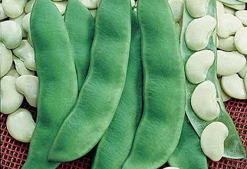 Фасоль Phaséolus King of the Garden Lima 
