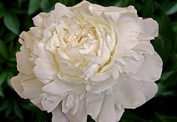 Пион Evangeline Newhall 