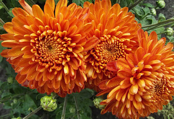 Хризантема Chrysanthemum Dawn 