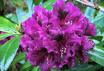 Рододендрон Purple Splendour 