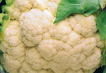 Капуста цветная Cauliflower Herfstreuzen 