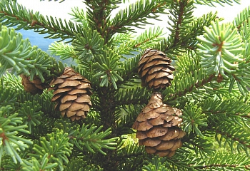 Ель чёрная Picea nigra 