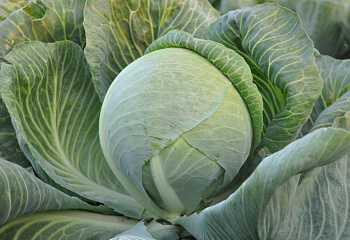 Капуста кочанная Cabbage Gilson 