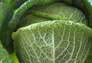 Капуста савойская  Savoy cabbage Madlena 