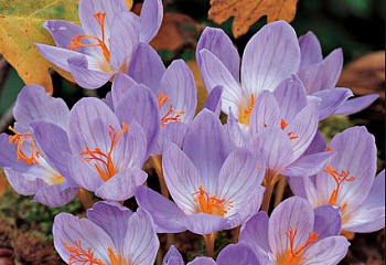 фото: крокус Cassiope крокус Cassiope