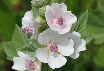 Алтей лекарственный Althaéa officinális 