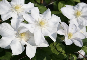 Клематис Clématis Cassiopeja 