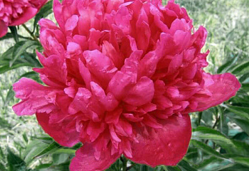 пион древовидный Lord Selbourne 