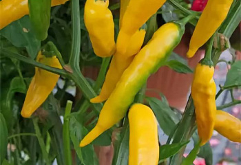 Перец сладкий  Sweet pepper Banana 