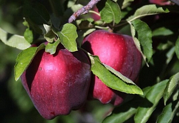 фото: Яблоня Red Delicious Яблоня Red Delicious