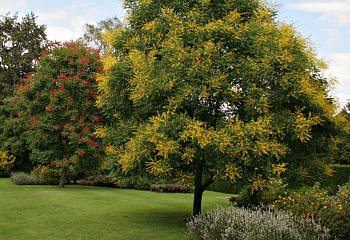 Кёльрейтерия метельчатая или Китайское дерево золотого дождя Koelreuteria paniculata 