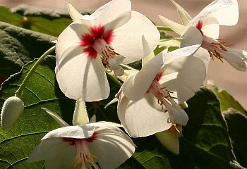 Домбея или Тропическая гортензия Dombeya Silver White Pear 