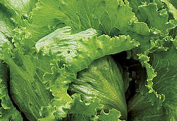 Салат Lettuce Igloo 