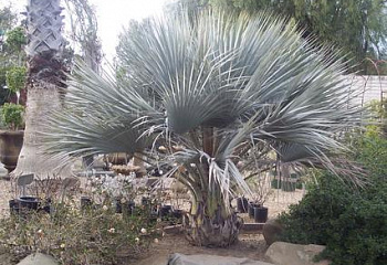 Брахея вооруженная или Мексиканская голубая пальма Brahea armata 
