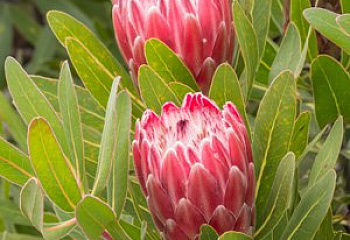 Протея или Сахарный кустарник Protea Pink Ice 