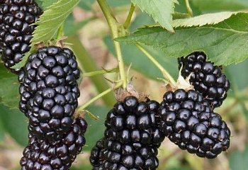 Ежевика Rubus Black Satin