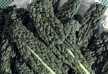 Капуста листовая Кале Kale Nero di Toscana 