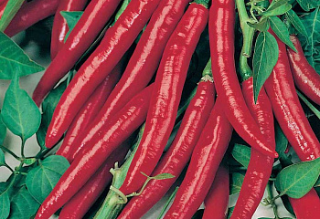Перец острый Hot pepper Georgia Flame 