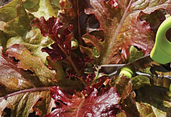 Салат Lettuce Antares 