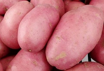 Картофель Potato Desiree 