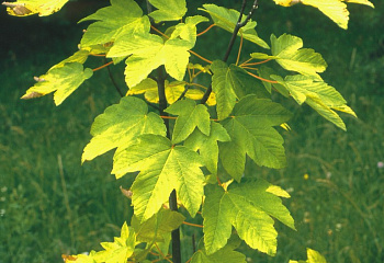 Клён ложноплатановый Acer pseudoplatanus Worley 