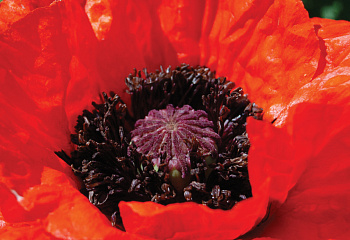 Мак Papaver Beauty of Livermere 