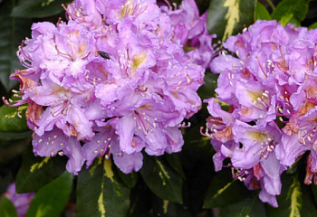 Рододендрон Goldflimmer 