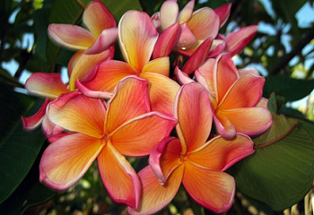 фото: Plumeria Cindy Schmidt Plumeria Cindy Schmidt