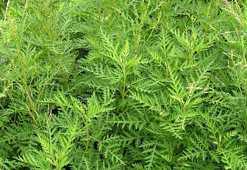 Полынь Гмелина Artemisia gmelinii 