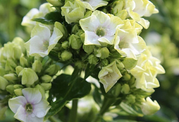 Флокс Phlox Green leaf 