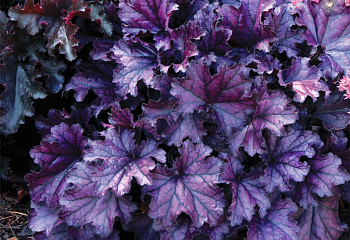 Гейхера  Heuchera Blackberry Crisp 