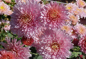 Хризантема Chrysanthemum Tatyana's Day 
