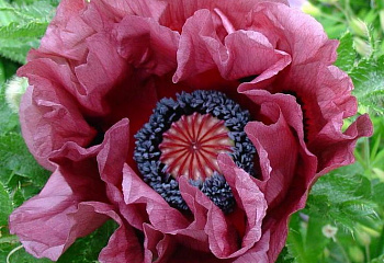 Мак Papaver Patty's Plum 