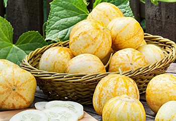 Огурец Cucumber Lemon 