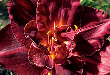 Лилейник Hemerocállis Burgundy Love 