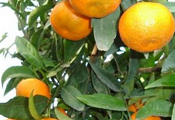 Клементин (гибрид мандарина и апельсина) Citrus clementina Hernandina 