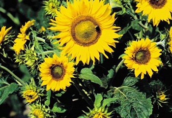 Подсолнечник Sunflower Irish Eyes 