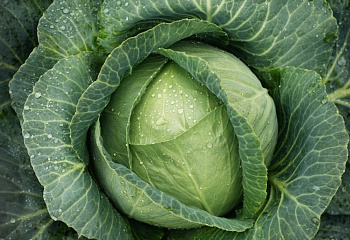 Капуста кочанная Cabbage Grin Boy 