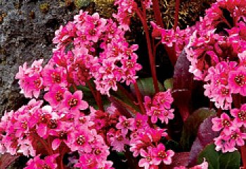 Бадан Bergenia Crassifolia Spring Fling 