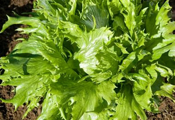Салат Lettuce Reine des Glaces 