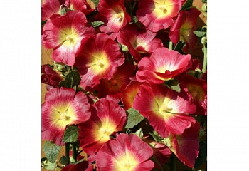 Мальва Alcea Halo Red 