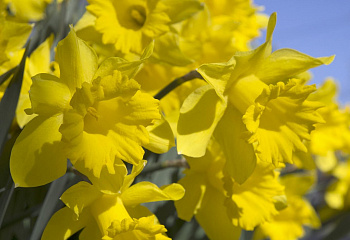 Нарцисс Narcissus Golden Harvest 