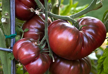 Помидор Тomato Black Krim 