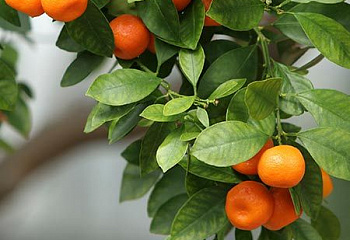 Мандариновое дерево Citrus reticulata Frost Owari Satsuma 
