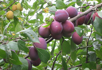 Алыча Prunus divaricataм Фиолетовая десертная