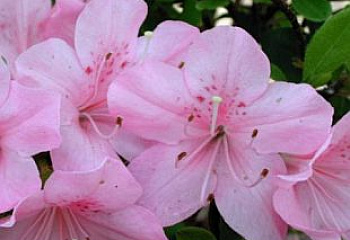 Азалия (рододендрон листопадный) Azalea Blanice 