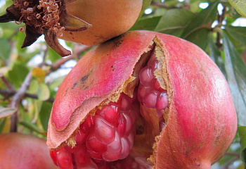 Гранат Punica Pink slat